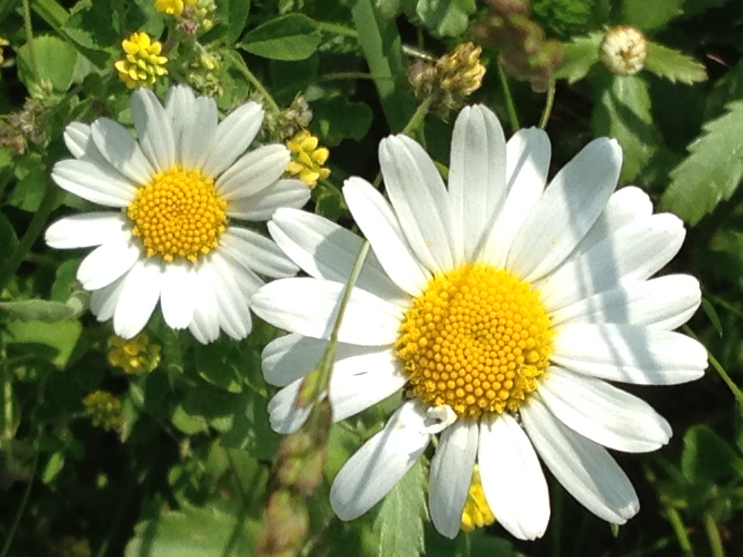 fiori13